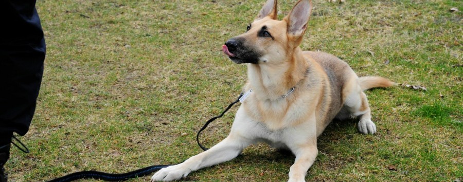 Auflösung zum Checkpoint-Quiz: Die meisten Hunde Berlins gibt es in Staaken