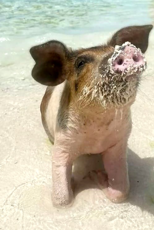 Urlaubsgrüße von den Bahamas