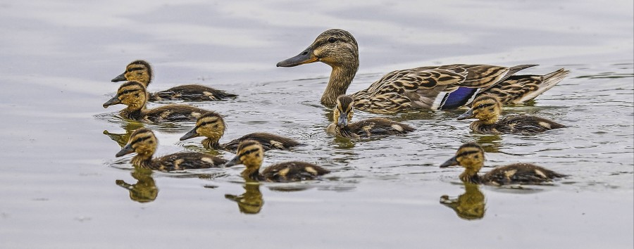 Enten in Gefahr: SPD in Treptow-Köpenick will Enten-Warnschilder