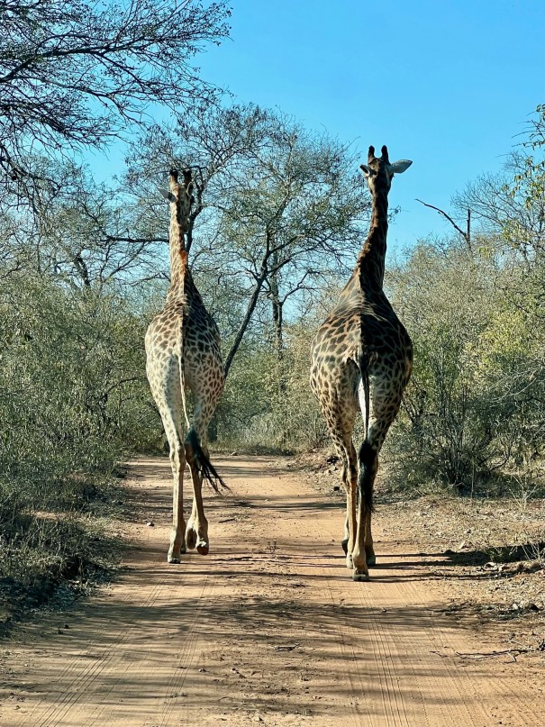 Urlaubsgruß von Hendrik Sittig aus Südafrika