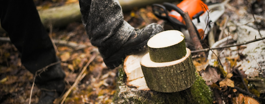 Kettensägen-Massaker in der Puschkinallee: Massive Baumabholzung wegen BKA-Umbau in Berlin-Treptow