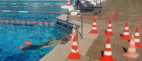 Enten im Sommerbad Mariendorf Bild