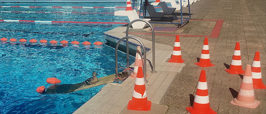 Enten im Sommerbad Mariendorf Bild