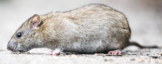 Natur in Berlin: Dutzende Tiere durch Rattengift verendet
