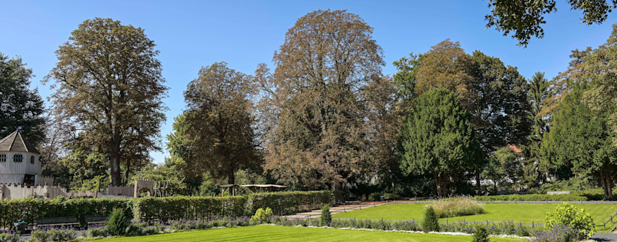 Doch kein eigener Gesetzentwurf: Schwarz-Rot unterstützt Volksentscheid für mehr Bäume in Berlin