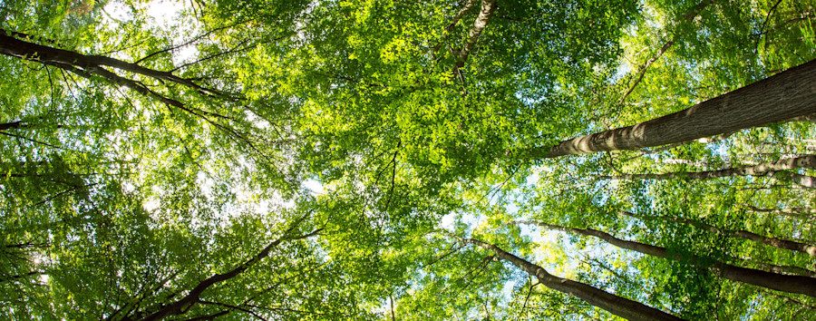 Mathe mit dem Checkpoint: die Baumfällbilanz