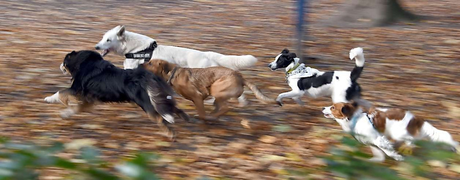 Berlins kleines Hundelexikon: Wo Berlins Hunde zu Hause sind