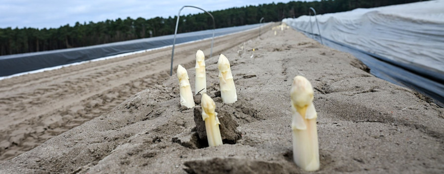 Früher Start in die Saison: Erster Spargel in Beelitz wird noch vor Ostern gestochen