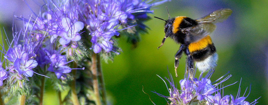 Berliner Bienen geben länger Honig: Die Stadt bietet gegenüber dem Land den besseren Lebensraum