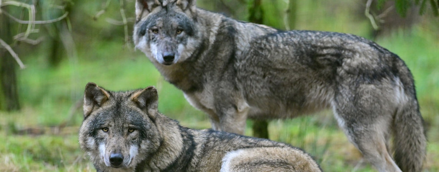 Tierische Gäste in der Hauptstadt: Drei Wölfe in Berlin gesichtet