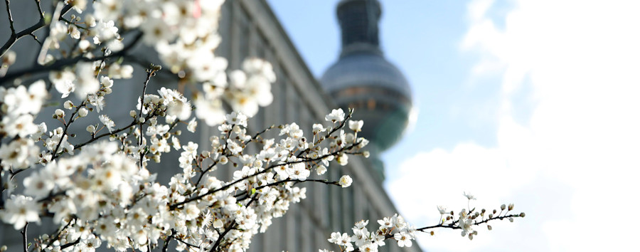 Frühlingserwachen der Flora: An Berlins Bäumen knallen die Knospen