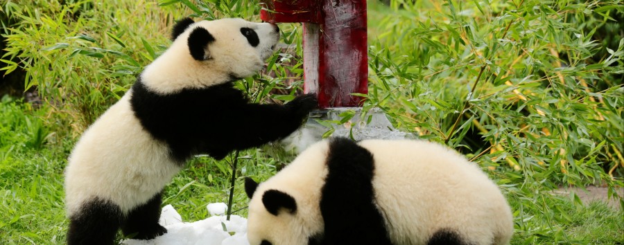 Panda-Zwillinge feiern Geburtstag