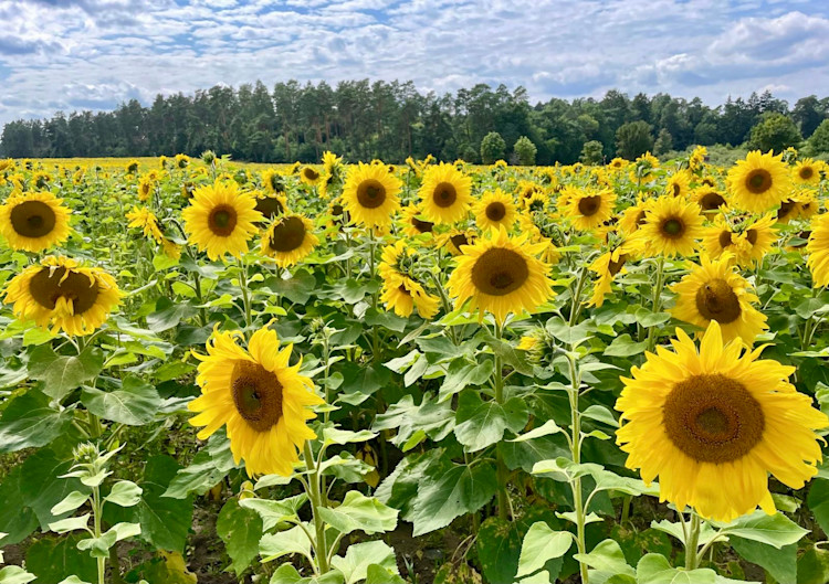 Urlaubsgrüße von Checkpoint-Leserin Anja Tuchelt aus dem Neustrelitzer Kleinseenland