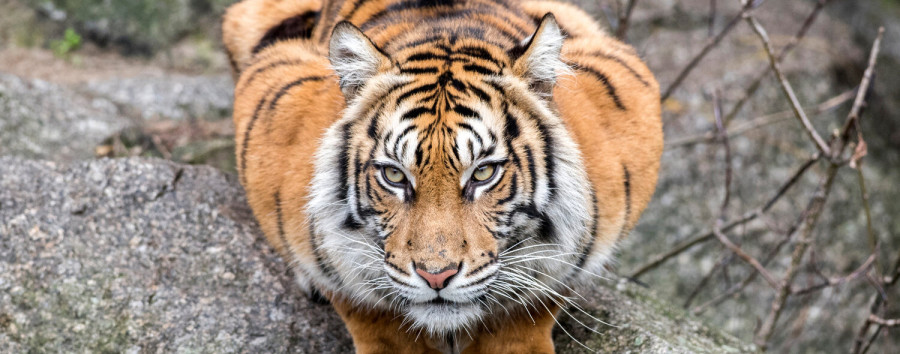Traurige Meldung aus dem Tierpark: Vierjährige Sumatra-Tigerin Kiara ist tot