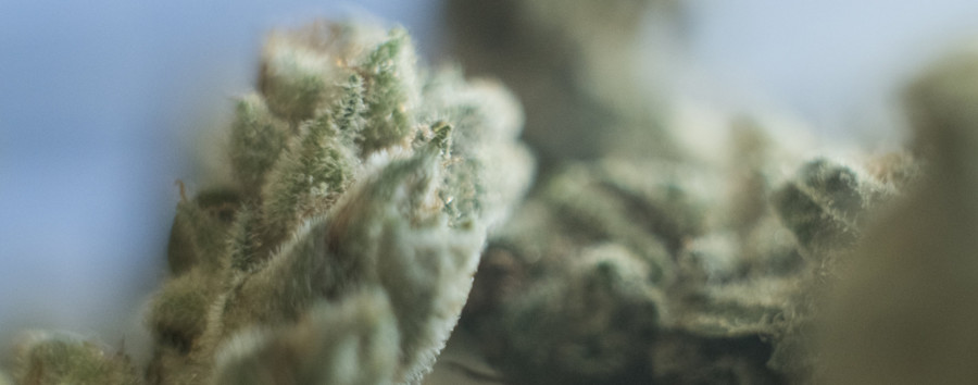 Bereits 180 Kilogramm im laufenden Jahr: Cannabis-Funde am BER enorm gestiegen