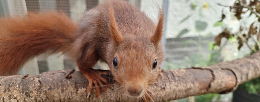 Durststrecke für Nager: Eichhörnchen fallen von Bäumen wegen Trockenheit