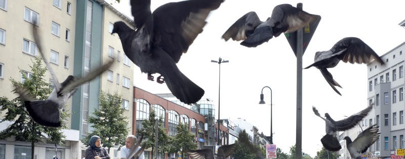 Sollen die Ratten der Lüfte etwa gewinnen?