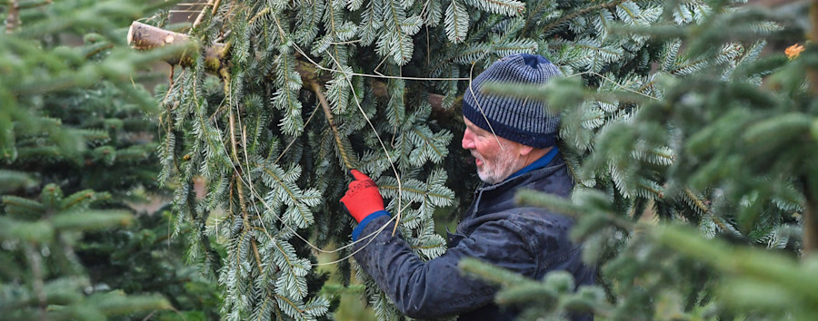 So kommen Sie an Weihnachtsbäume in Bio-Qualität