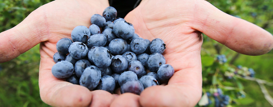 Rausfahren und Beeren pflücken