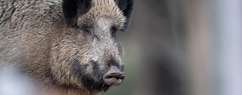 Schweinepest vor Berlin – Marzahn bereitet sich vor