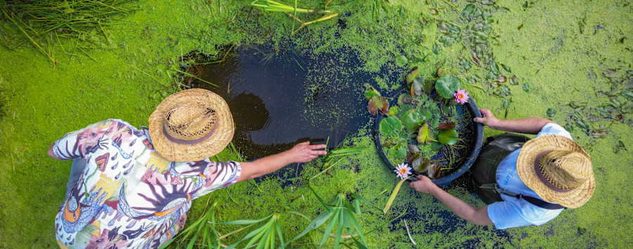 Eine „Invasive Art": Der Berliner Senat kämpft gegen den Wassersalat