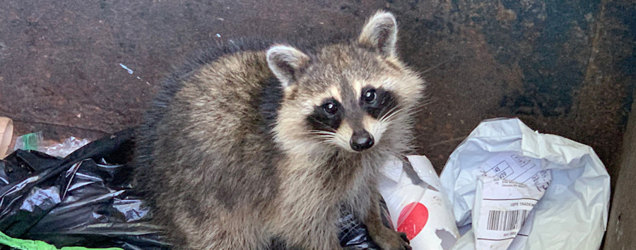 Tierische Stadtbewohner auf Futtersuche: BSR rettet Waschbären aus Berlins Mülltonnen