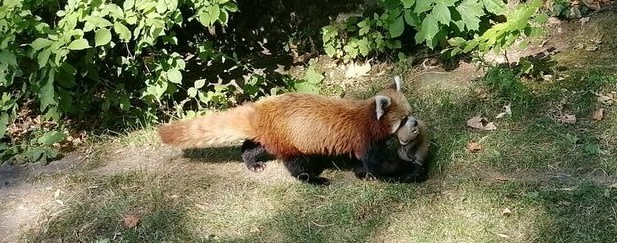 Rote Pandas haben Zwillings-Zuwachs bekommen