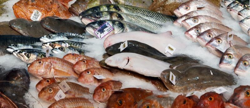 Wilmersdorf bringt das Fischtaxi an den Start