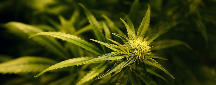 Geschäft mit dem Gras: Berliner Cannabis-Start-up für 250 Millionen Euro verkauft