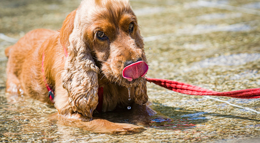 Warum heißt es eigentlich „Hundstage“?