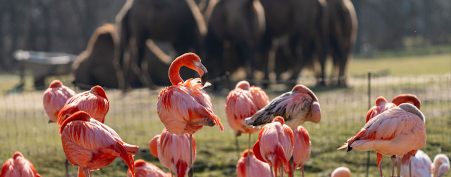 Volieren für Flamingos und Pelikane: Berliner Tierpark stutzt Vögeln künftig nicht mehr die Federn 
