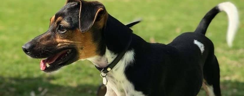 Familienhund vor Drogeriemarkt in Berlin-Pankow gestohlen