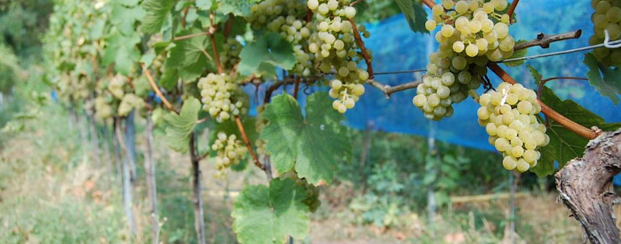 Wie Kreuzberg zum „Wein ohne Namen“ kam