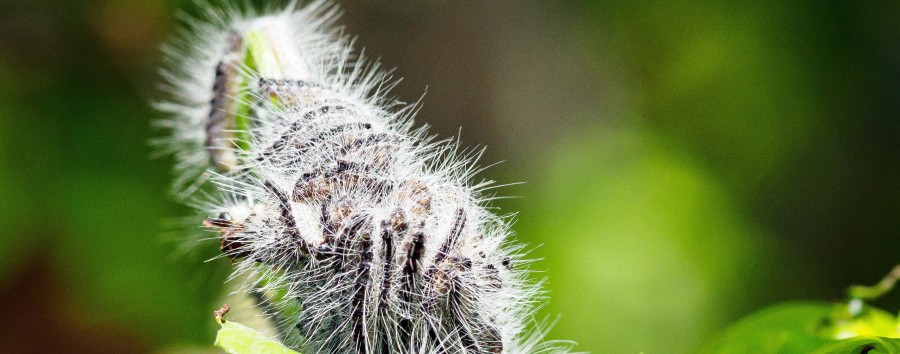 Von Spinnern fernhalten: Berliner Gesundheitsverwaltung warnt vor Kontakt mit behaarten Raupen