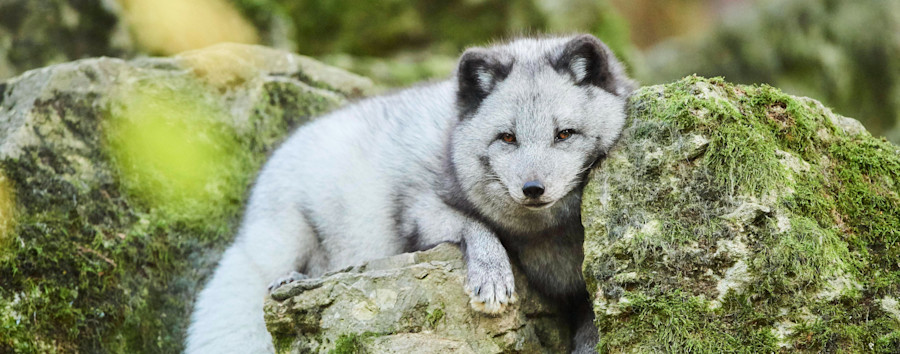 „Dem Tier ging es gut“: In Berlin gesichteter Polarfuchs zurück bei Halter im brandenburgischen Velten