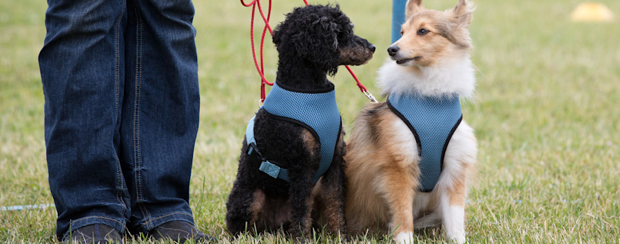 Nach dem „Gute-Kita-Gesetz“: Bekommt Berlin nun ein „Hunde-unbürokratischer-halten-Gesetz“?
