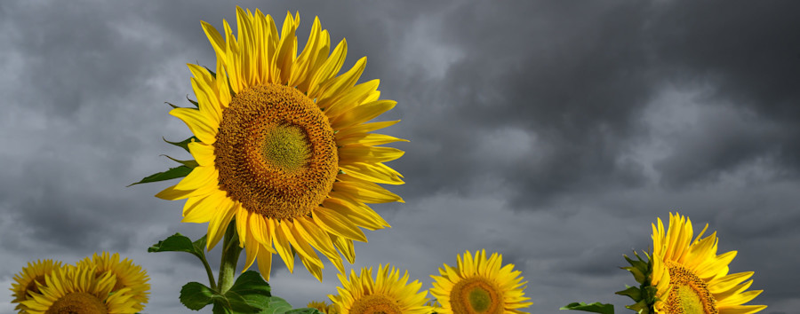 Wie stark war der Starkregen wirklich? Berliner Wasserbetriebe befinden den Niederschlag für „keine Katastrophe“