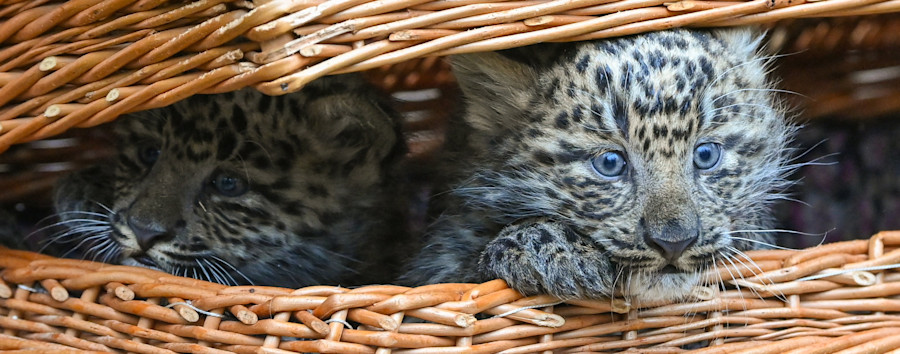 Brandenburger Zoos sind offen und schön leer