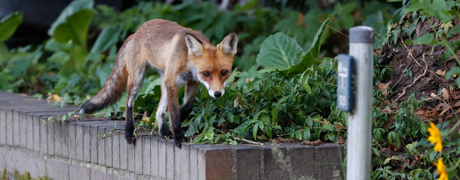 Tiergeschichten, die untergingen: Berliner Jäger muss Fuchs aus einer Teestube im Auswärtigen Amt holen