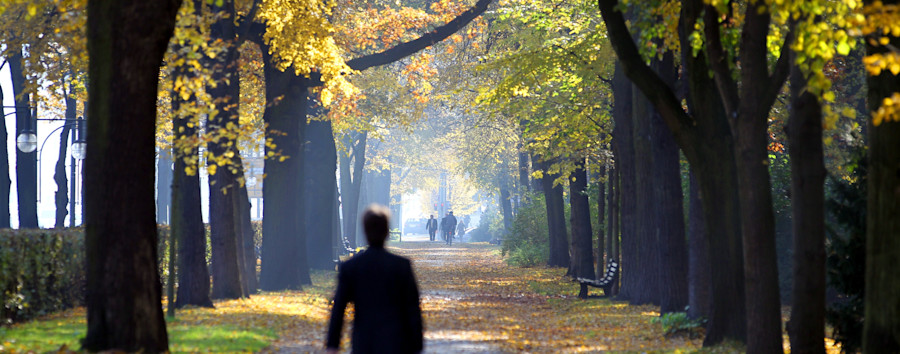 Braucht Berlin eine Million Bäume? „Ein großer Baum kann viel mehr bringen als zehn kleine“