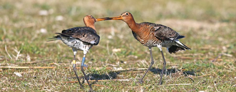 Von Tüpfelsumpfhühnern und Uferschnepfen: Auf Entdeckungstour durch „Berlins Speckgürtel“ mit dem neuen Brandenburg-Magazin