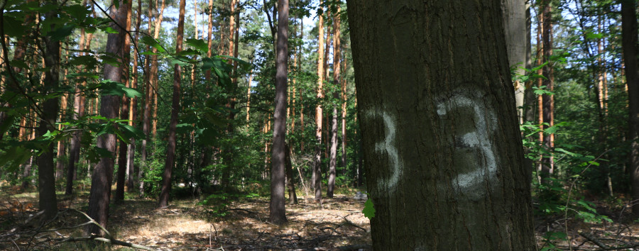 Revierförster nach Baum-Unfall im Grunewald wegen fahrlässiger Tötung angeklagt