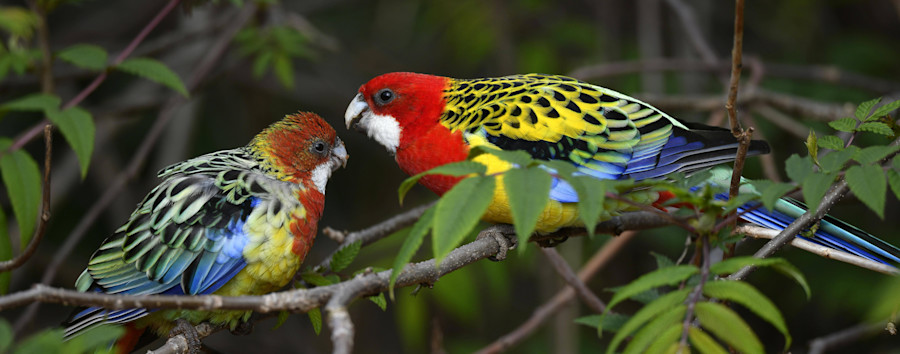 Noch mehr bunte Vögel in Kreuzberg: Am Oranienplatz flattern Rosellasittiche umher