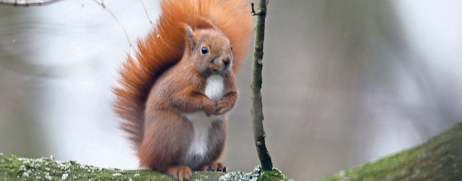 Langzeitentscheidung getroffen: Treptow Köpenick schafft „Überquerungshilfen“ für Eichhörnchen