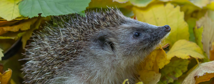 Der Stachel sitzt tief: Igel haben es in Berlin nicht leicht
