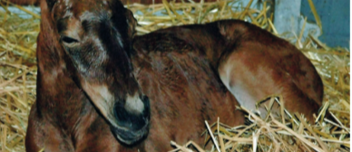 Rechnungshof rügt Pferdekompetenzzentrum der Freien Universität