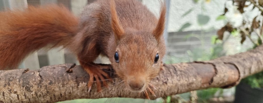 Medikamente, Laufräder, Kuschelsäcke: Berlin gibt 38.000 Euro für Eichhörnchen-Hilfe aus