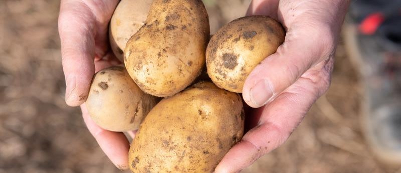 Selber Kartoffeln ernten in der Domäne Dahlem