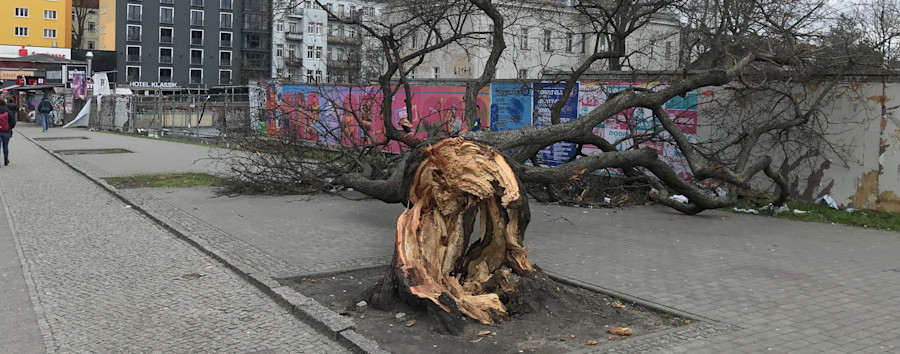 Vom Winde zerlegt: Berlins „härtester Baum“ soll recycelt werden