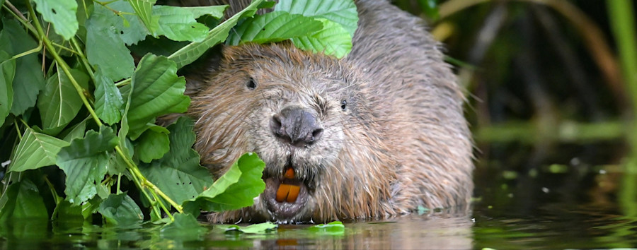 Lösung für Berlins Bauprobleme? Biber bauen Damm – eine Million Euro gespart